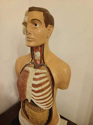 Bust anatomic educațional v - imagine 5