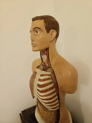 Bust anatomic educațional v - imagine 4