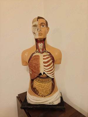 Bust anatomic educațional v
