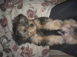 Yorkshire 1 fata si 3 baieti