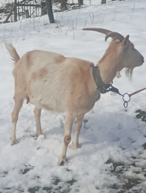 Vand capre gestante de rasa  - imagine 3