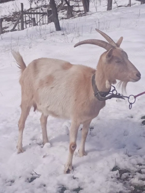 Vand capre gestante de rasa  - imagine 2