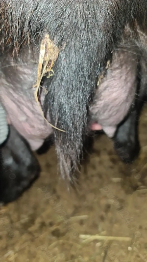 3 capre tinere cu iezi - imagine 2