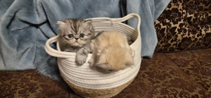 Pisoi adorabili - imagine 3