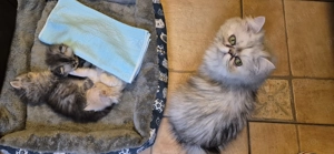 Pisoi adorabili - imagine 4