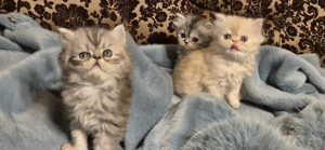 Pisoi adorabili - imagine 2