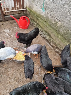 vând bibilici și cocoși austrolorp  - imagine 3