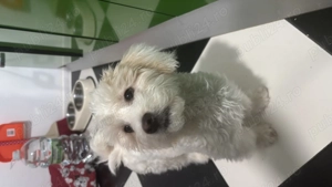 Vând cățel bishon