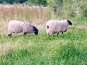 oi romanov  citiți descrierea