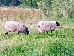 oi romanov  citiți descrierea - imagine 2