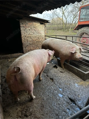 Porci 300 kg 