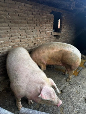Porci 300 kg  - imagine 3