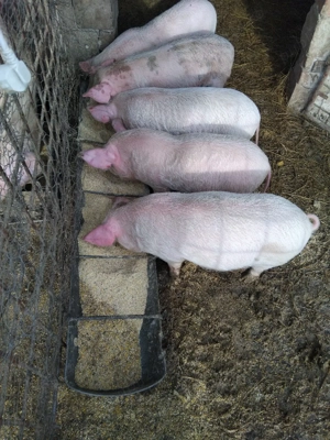 Purcei 8 săptămâni  - imagine 3