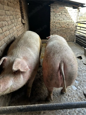 Porci 300 kg  - imagine 5