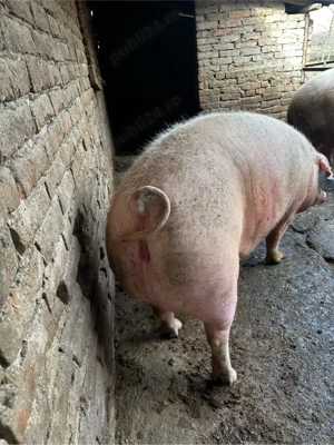 Porci 300 kg  - imagine 2