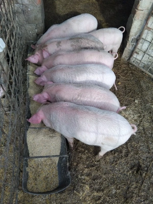 Purcei 8 săptămâni  - imagine 2