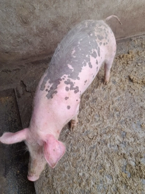 Grasuna de vanzare - imagine 2