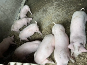 Vând purcei 12 săptămâni  - imagine 5