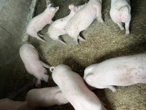 Vând purcei 12 săptămâni  - imagine 3