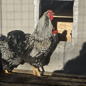 oua pentru incubat - imagine 2