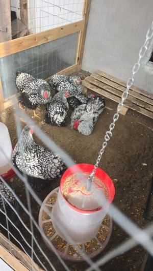 oua pentru incubat - imagine 3