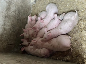 Vând purcei 12 săptămâni  - imagine 3