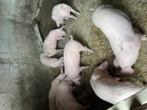 Vând purcei 12 săptămâni 