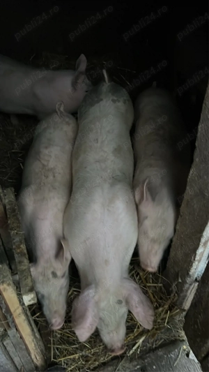 Vand grasuni - imagine 2