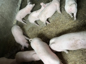 Vând purcei 12 săptămâni  - imagine 4