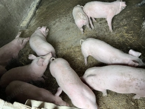 Vând purcei 12 săptămâni  - imagine 5