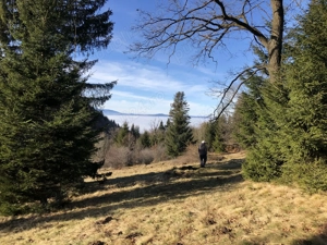 De vanzare 4900 mp extravilan la 4 km de Poiana Bravov - imagine 7