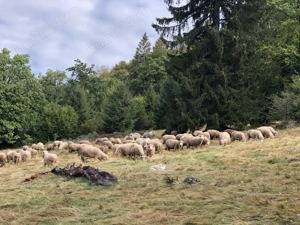 De vanzare 4900 mp extravilan la 4 km de Poiana Bravov - imagine 10