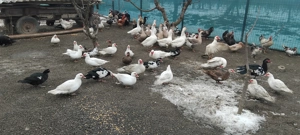 De vinzare Rate mute  Găste si curci - imagine 3