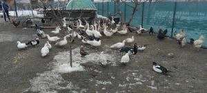 De vinzare Rate mute  Găste si curci - imagine 2