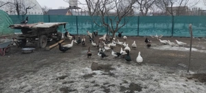 De vinzare Rate mute  Găste si curci - imagine 5