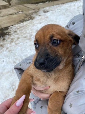 Căței disponibili - imagine 4