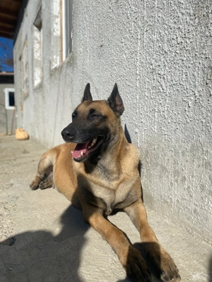 Căței disponibili - imagine 2