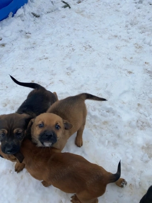 Căței disponibili - imagine 3