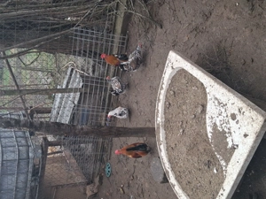 Vind 2 perechi gainuse americane(cocos +puicuta)pret 75 lei perechea