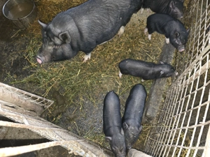 Porci vietnamezi - imagine 2