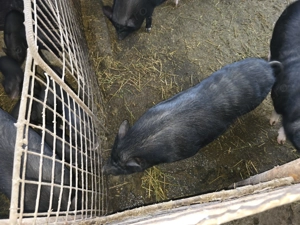 Porci vietnamezi - imagine 4