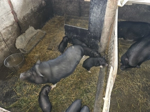 Porci vietnamezi - imagine 3