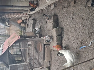 Vind 2 perechi gainuse americane(cocos +puicuta)pret 75 lei perechea - imagine 4