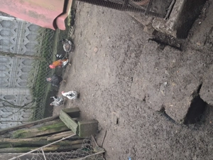 Vind 2 perechi gainuse americane(cocos +puicuta)pret 75 lei perechea - imagine 3