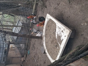 Vind 2 perechi gainuse americane(cocos +puicuta)pret 75 lei perechea - imagine 2