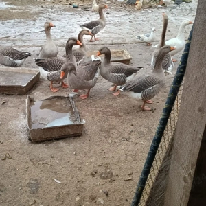 Vand rate si gaste - imagine 3