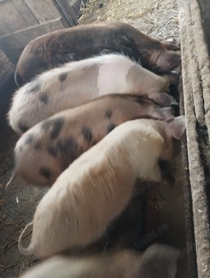 soldanei schimba locuinta  - imagine 3