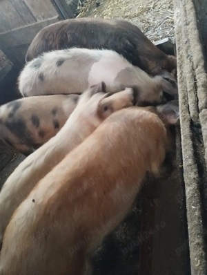 soldanei schimba locuinta  - imagine 2