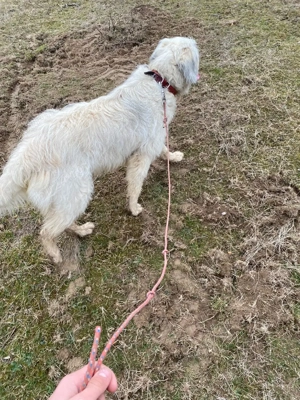 Vand femela ciobănesc  - imagine 2