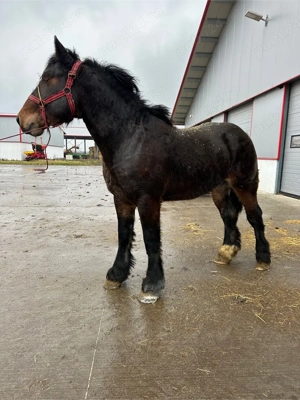 cai de vanzare - imagine 5